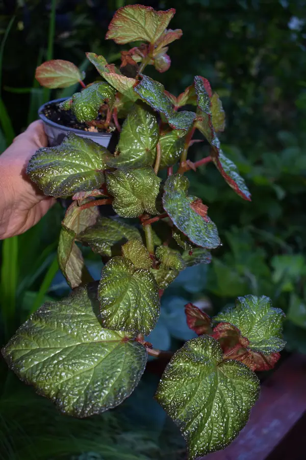 //www.novenyimado.hu/wp-content/uploads/2022/01/begonia-Manaus.webp