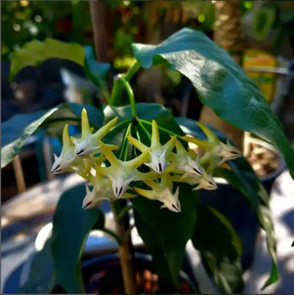 //www.novenyimado.hu/wp-content/uploads/2024/09/Hoya-multiflora.webp
