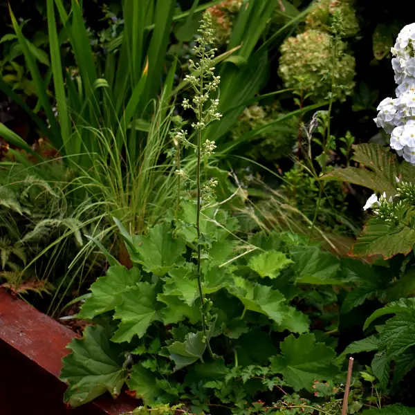//www.novenyimado.hu/wp-content/uploads/2025/02/Heuchera-Villosa.webp