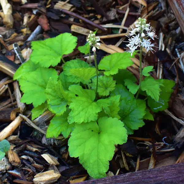 //www.novenyimado.hu/wp-content/uploads/2025/02/Tiarella-sercolistna-Moorgrun.webp