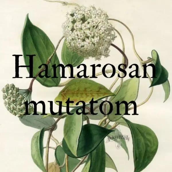 //www.novenyimado.hu/wp-content/uploads/2026/01/Hamarosan-mutatom.webp