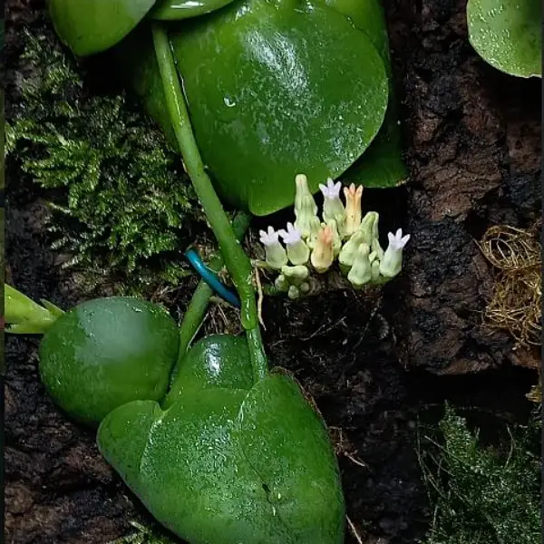//www.novenyimado.hu/wp-content/uploads/2026/02/Dischidia-plathyphylla.webp