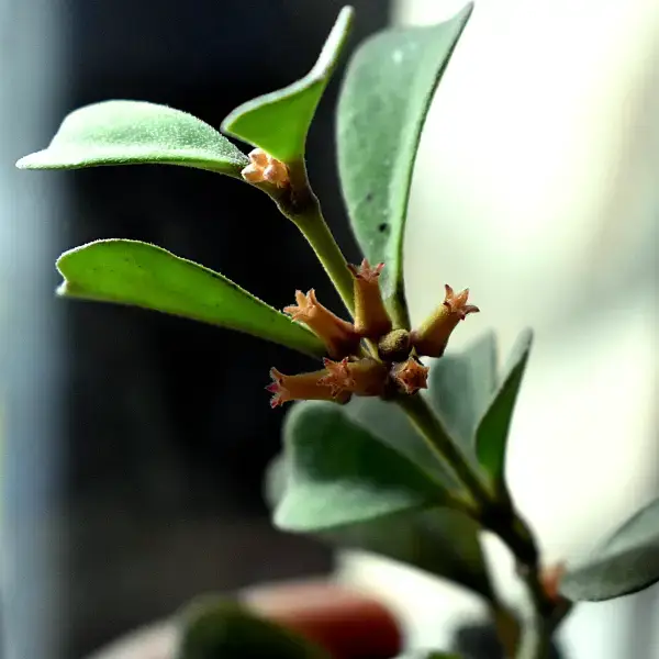 //www.novenyimado.hu/wp-content/uploads/2026/03/Hoya-manipurensis.webp