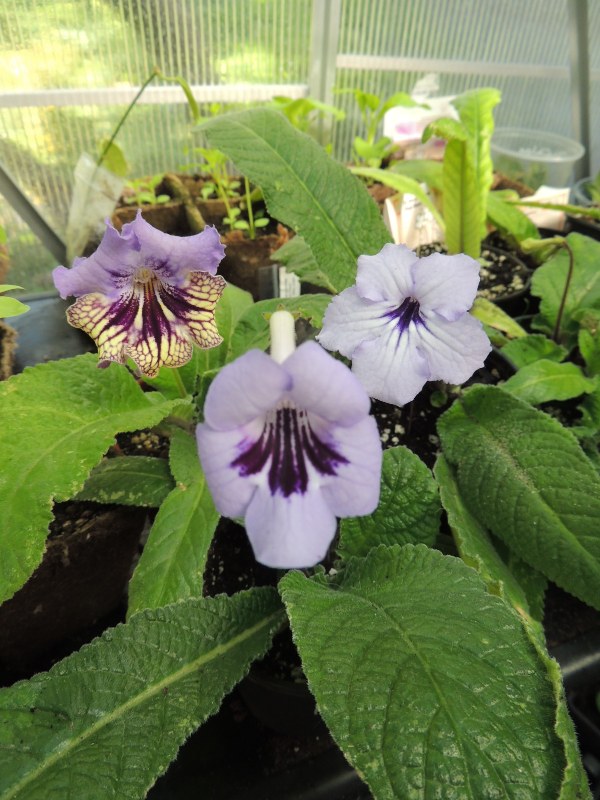 dscn1980