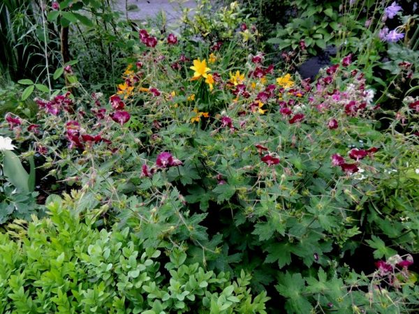 Geranium Phaeum