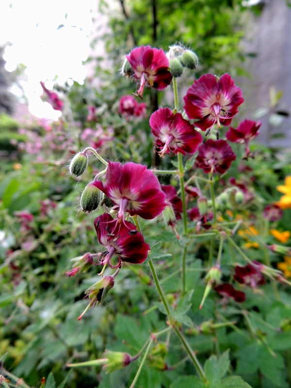 Geranium phaeum