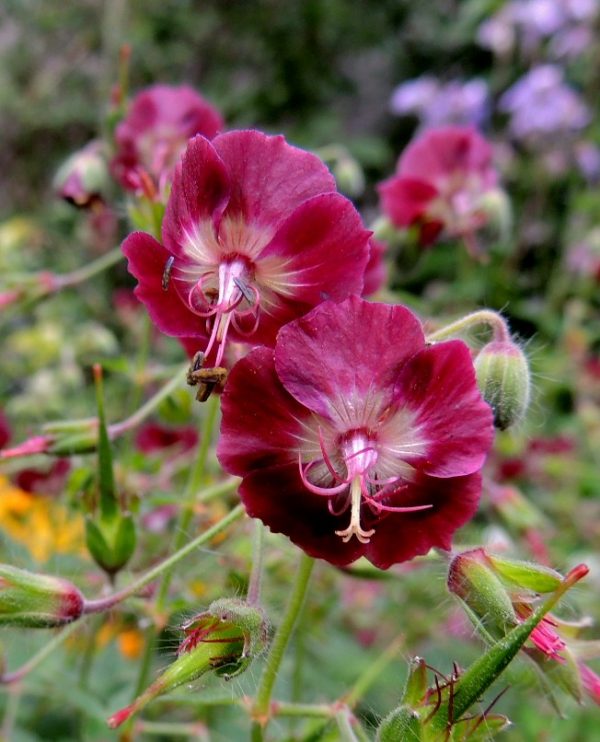 Geranium phaeum