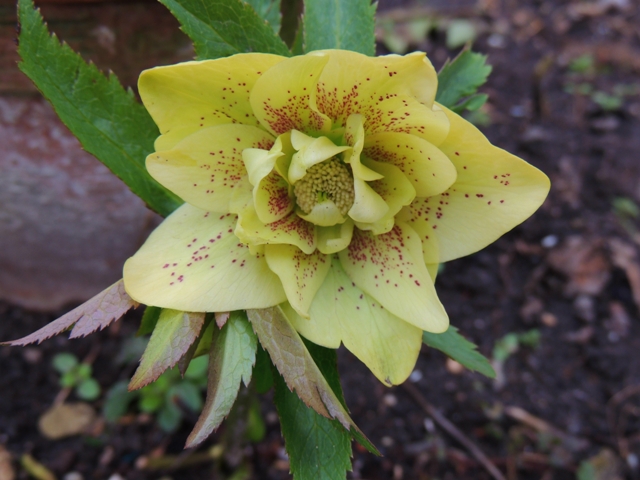 yellow-red-spots
