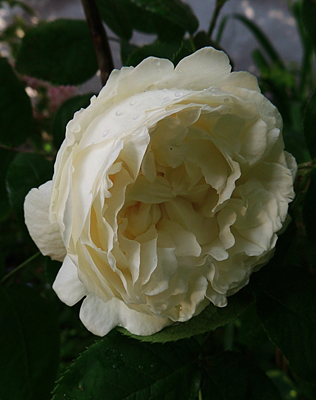 dscn9354d
