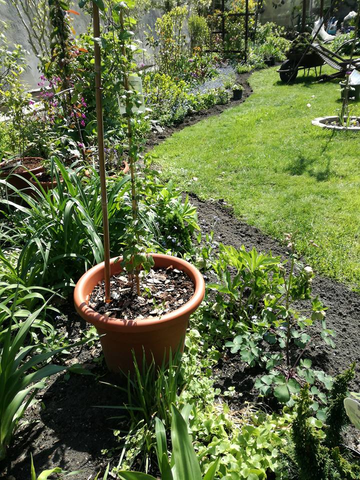 Buxus helye