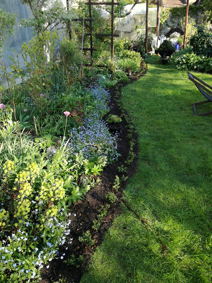 Buxus helyett Ilex crenata