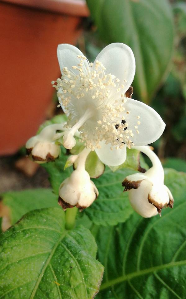 Deinanthe bifida