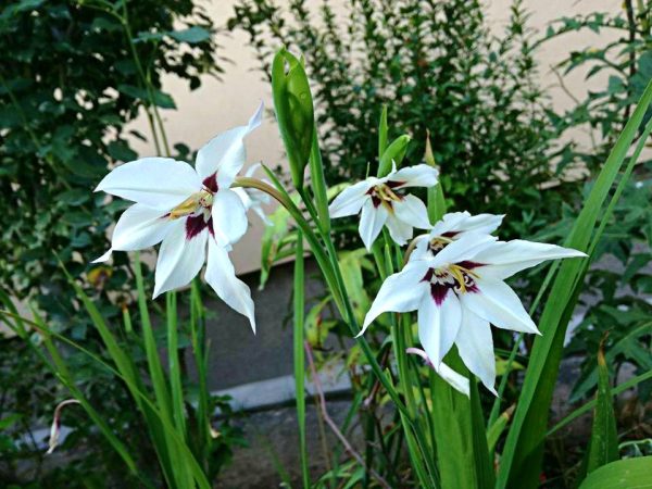 Gladiolus Muriale-abesszin kardvirág