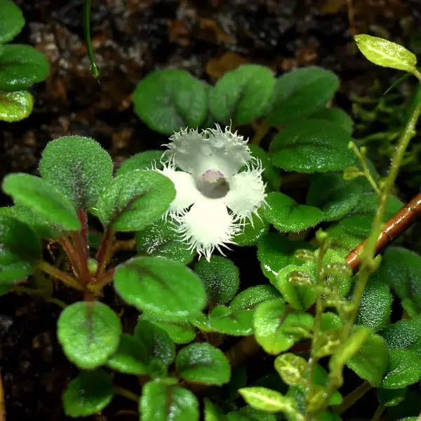 https://www.novenyimado.hu/wp-content/uploads/2020/03/Alsobia-dianthiflora-600x600.webp