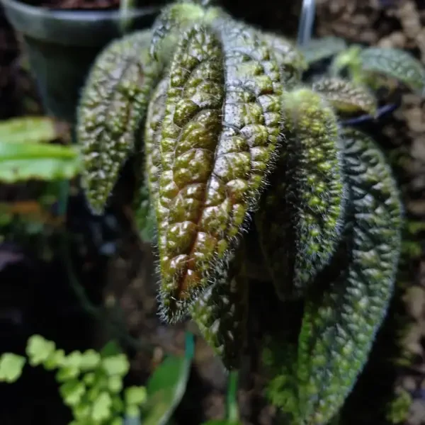 https://www.novenyimado.hu/wp-content/uploads/2020/03/Columnea-purpureovittata-600x600.webp
