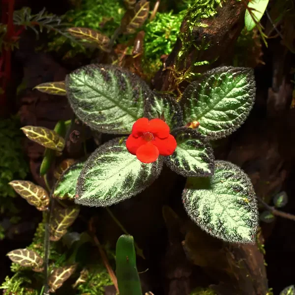 https://www.novenyimado.hu/wp-content/uploads/2020/03/Episcia-silver-shield-600x600.webp