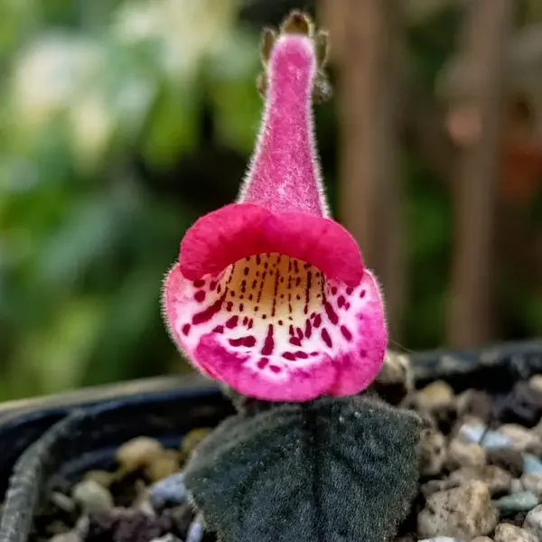 https://www.novenyimado.hu/wp-content/uploads/2020/03/Ismeretlen-mini-sinningia3-600x600.webp