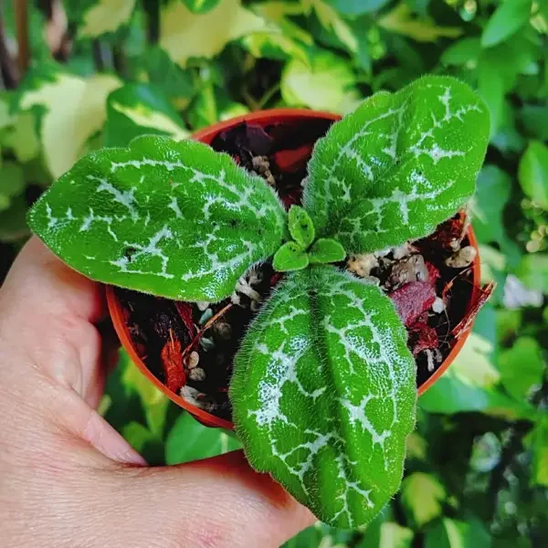 https://www.novenyimado.hu/wp-content/uploads/2020/03/Primulina-Huba-600x600.webp