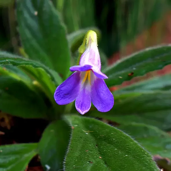 https://www.novenyimado.hu/wp-content/uploads/2020/03/Primulina-Latifolia-x-sp.linearifolia-600x600.webp