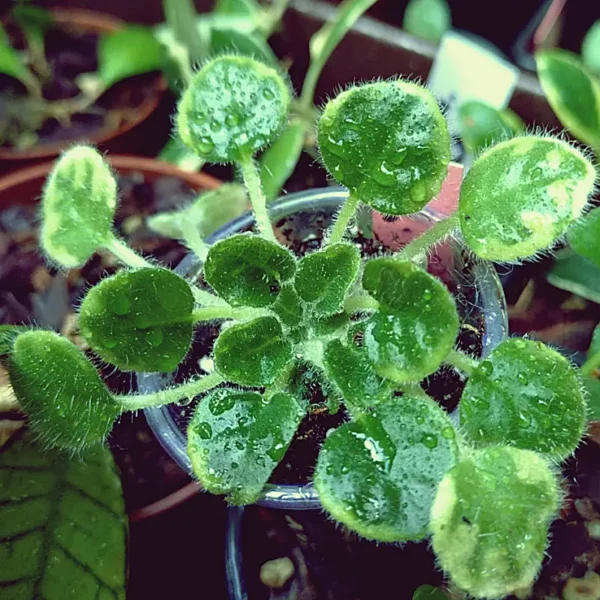 https://www.novenyimado.hu/wp-content/uploads/2020/03/petrocosmea-glabristoma-600x600.webp