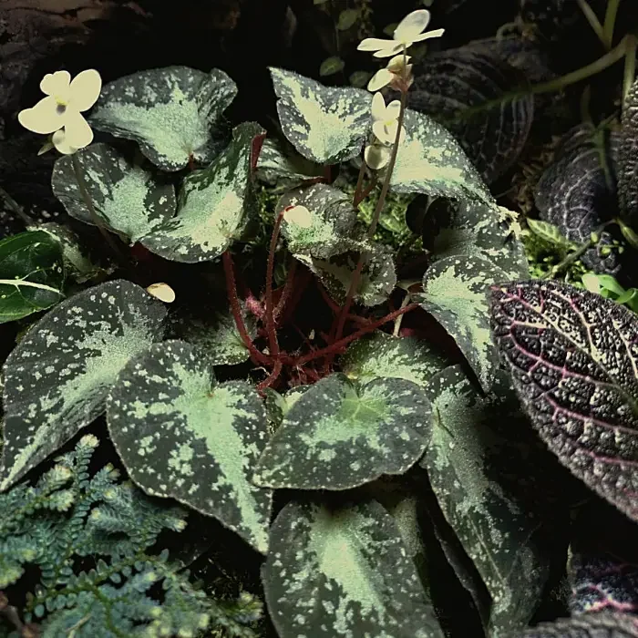 https://www.novenyimado.hu/wp-content/uploads/2022/01/Begonia-U074-700x700.webp