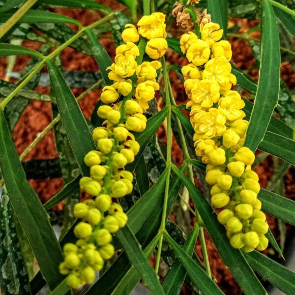 Mahonia Soft Caress virágzata