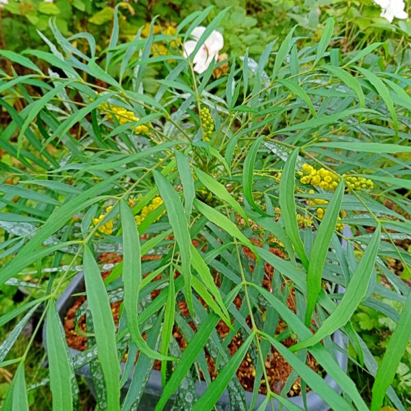 Mahonia Soft Caress