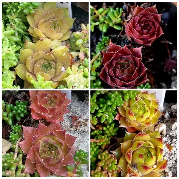 https://www.novenyimado.hu/wp-content/uploads/2025/02/4-600x600.webp