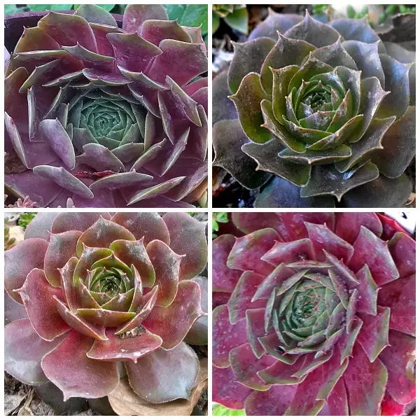 https://www.novenyimado.hu/wp-content/uploads/2025/02/5-600x600.webp
