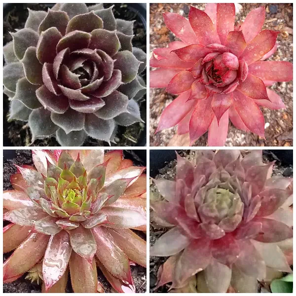 https://www.novenyimado.hu/wp-content/uploads/2025/02/82-600x600.webp