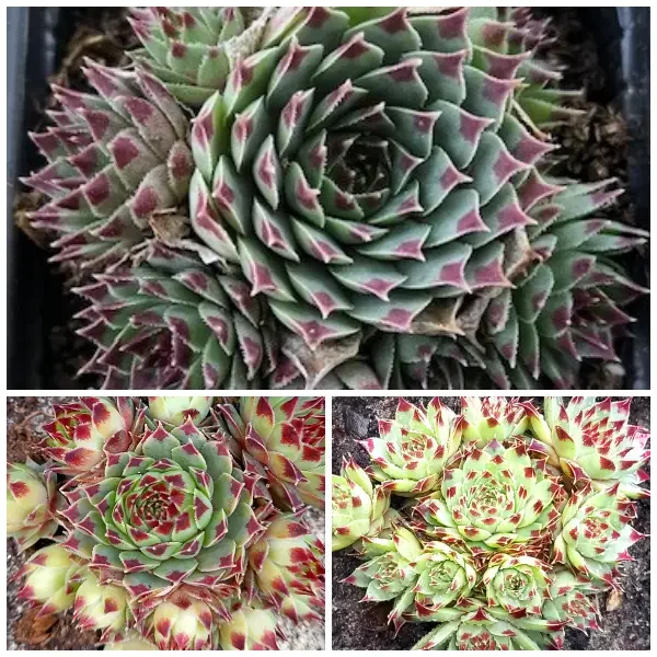 https://www.novenyimado.hu/wp-content/uploads/2025/02/83-600x600.webp