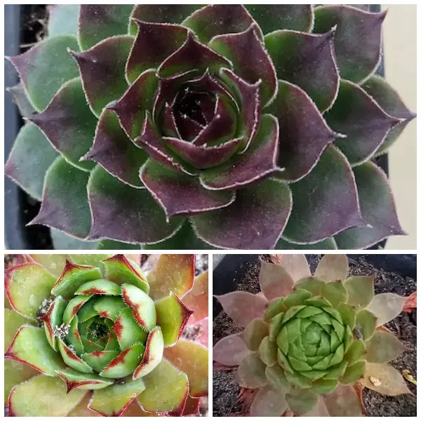 https://www.novenyimado.hu/wp-content/uploads/2025/02/85-600x600.webp