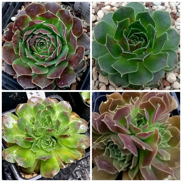 https://www.novenyimado.hu/wp-content/uploads/2025/02/Hauffeli-600x600.webp