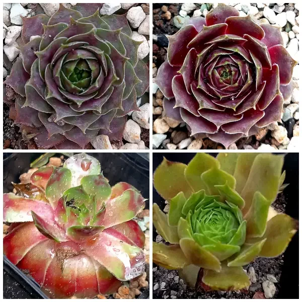 https://www.novenyimado.hu/wp-content/uploads/2025/02/IPF-600x600.webp