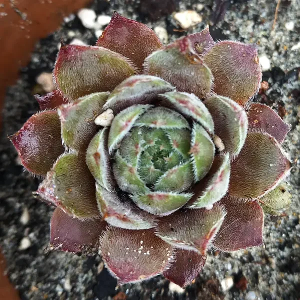 https://www.novenyimado.hu/wp-content/uploads/2025/02/Ismeretlen-12-600x600.webp