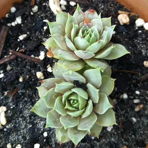 https://www.novenyimado.hu/wp-content/uploads/2025/02/Ismeretlen-8-600x600.webp
