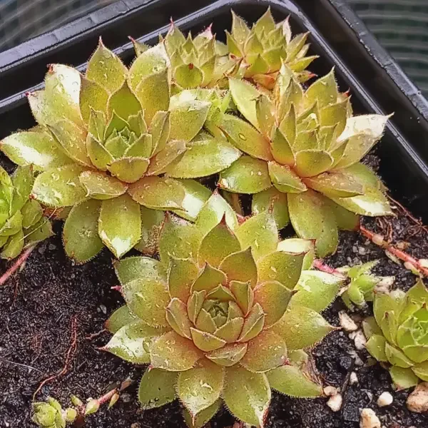 https://www.novenyimado.hu/wp-content/uploads/2025/02/Ismeretlen7-600x600.webp