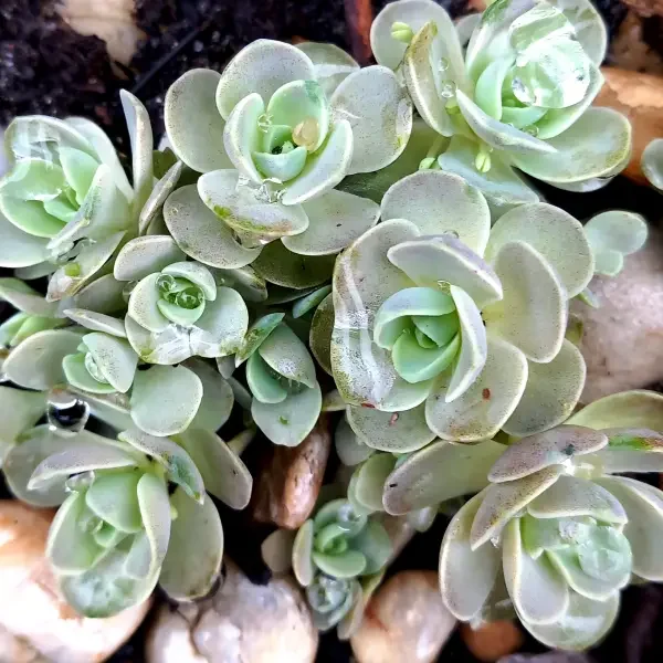 https://www.novenyimado.hu/wp-content/uploads/2025/02/Orostachys-iwarenge-600x600.webp