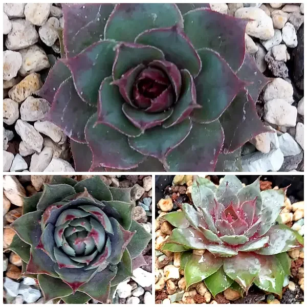 https://www.novenyimado.hu/wp-content/uploads/2025/02/Schwarz-600x600.webp