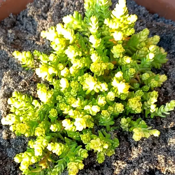 https://www.novenyimado.hu/wp-content/uploads/2025/02/Sedum-acre-Aureum-600x600.webp