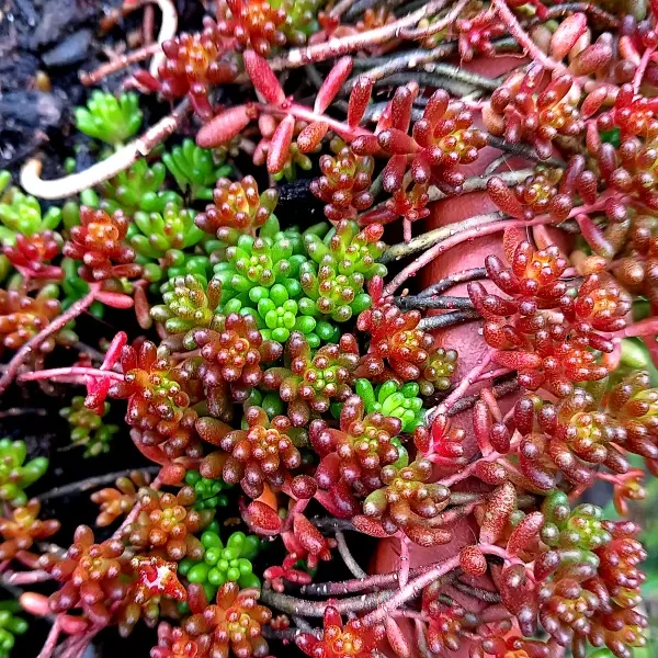 https://www.novenyimado.hu/wp-content/uploads/2025/02/Sedum-album-Coral-Carpet-600x600.webp