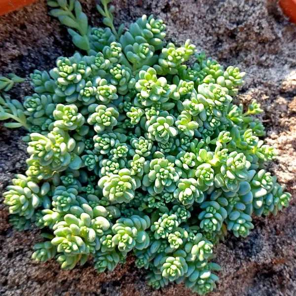 https://www.novenyimado.hu/wp-content/uploads/2025/02/Sedum-dasphyllum-Major-600x600.webp