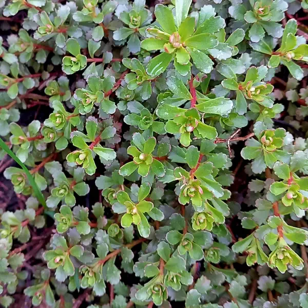 https://www.novenyimado.hu/wp-content/uploads/2025/02/Sedum-kamtschaticum-var.floriferum-600x600.webp