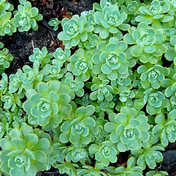 https://www.novenyimado.hu/wp-content/uploads/2025/02/Sedum-pachyclados-600x600.webp
