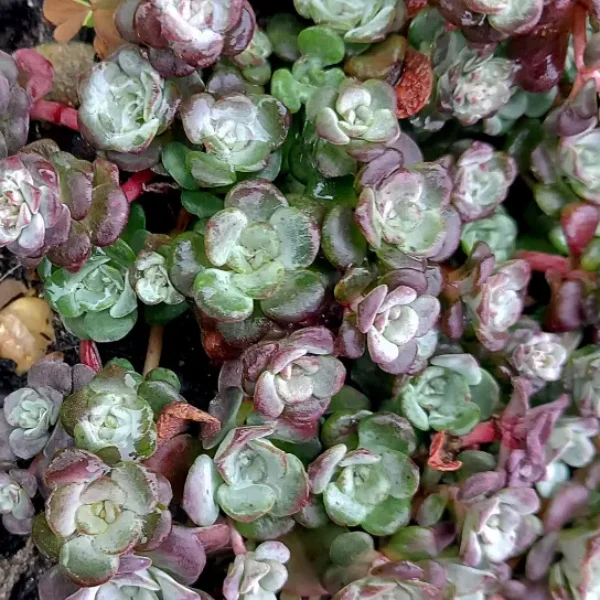 https://www.novenyimado.hu/wp-content/uploads/2025/02/Sedum-spathulifolium-Cape-Blanco-600x600.webp