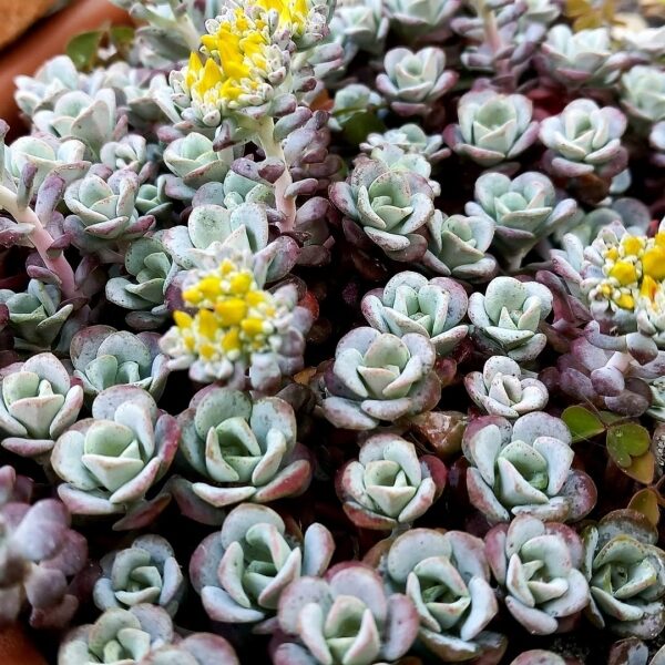 https://www.novenyimado.hu/wp-content/uploads/2025/02/Sedum-spathulifolium-Purpureum-600x600.jpeg