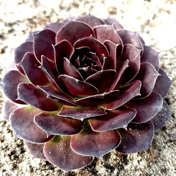 https://www.novenyimado.hu/wp-content/uploads/2025/03/71w-600x600.webp