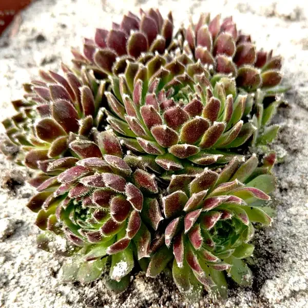 https://www.novenyimado.hu/wp-content/uploads/2025/03/73w-600x600.webp