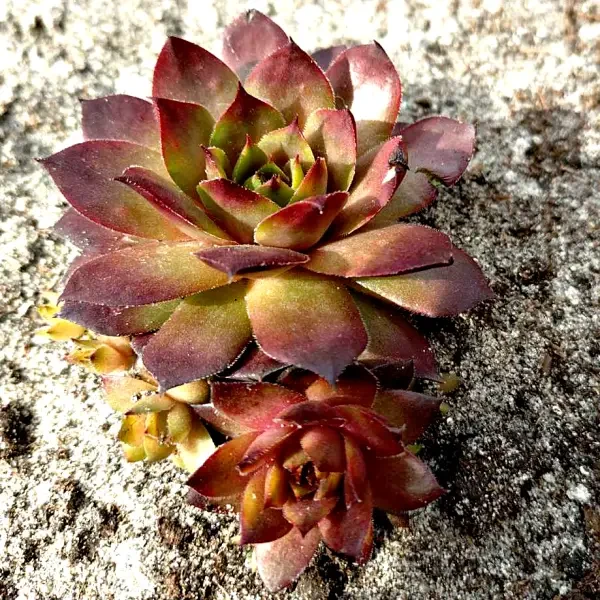 https://www.novenyimado.hu/wp-content/uploads/2025/03/74w-600x600.webp