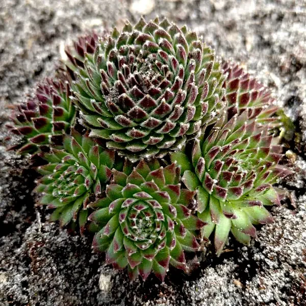 https://www.novenyimado.hu/wp-content/uploads/2025/03/76w-600x600.webp